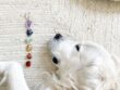 Reiki asupra animalelor
