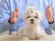 Reiki pentru animale